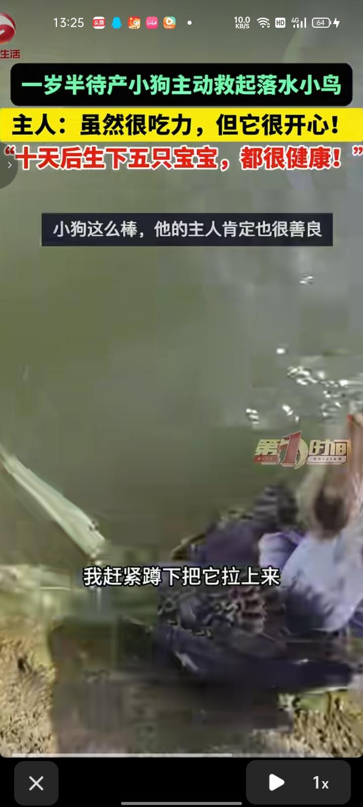 6月8日，河南新乡。主人带着预产期不到十天的小狗狗在公园散步时，狗狗看到有小鸟落