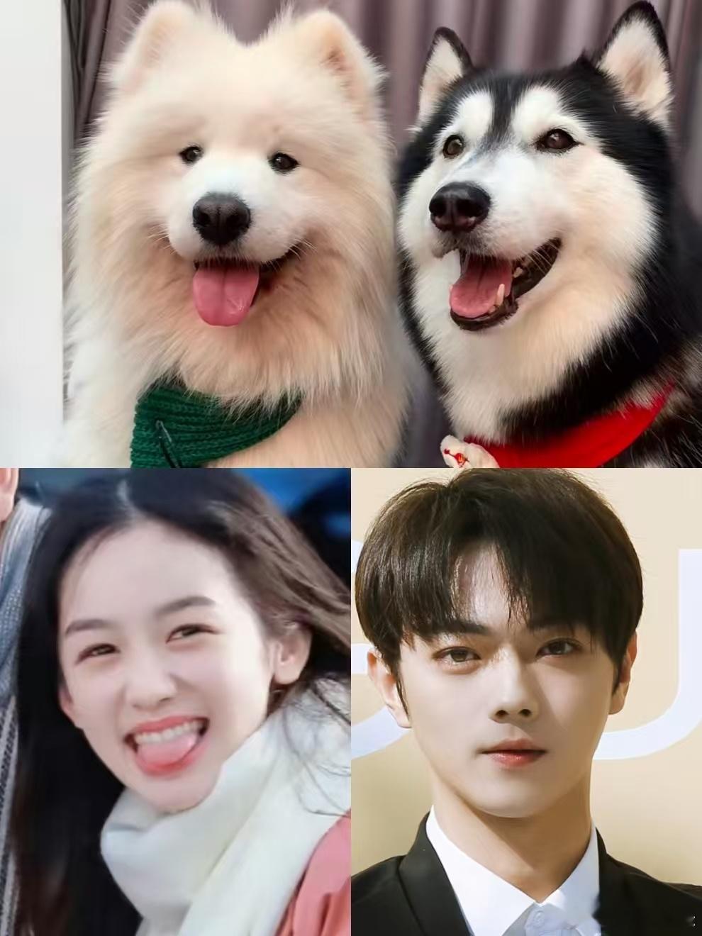 一瓯春捅了小狗窝了许凯周也耶耶大战哈士奇这也太贴切了哈哈哈哈哈