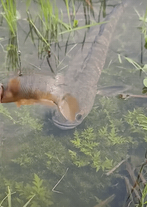 大鱼非常狡猾不咬钩，冷静稳重！[捂脸哭]
