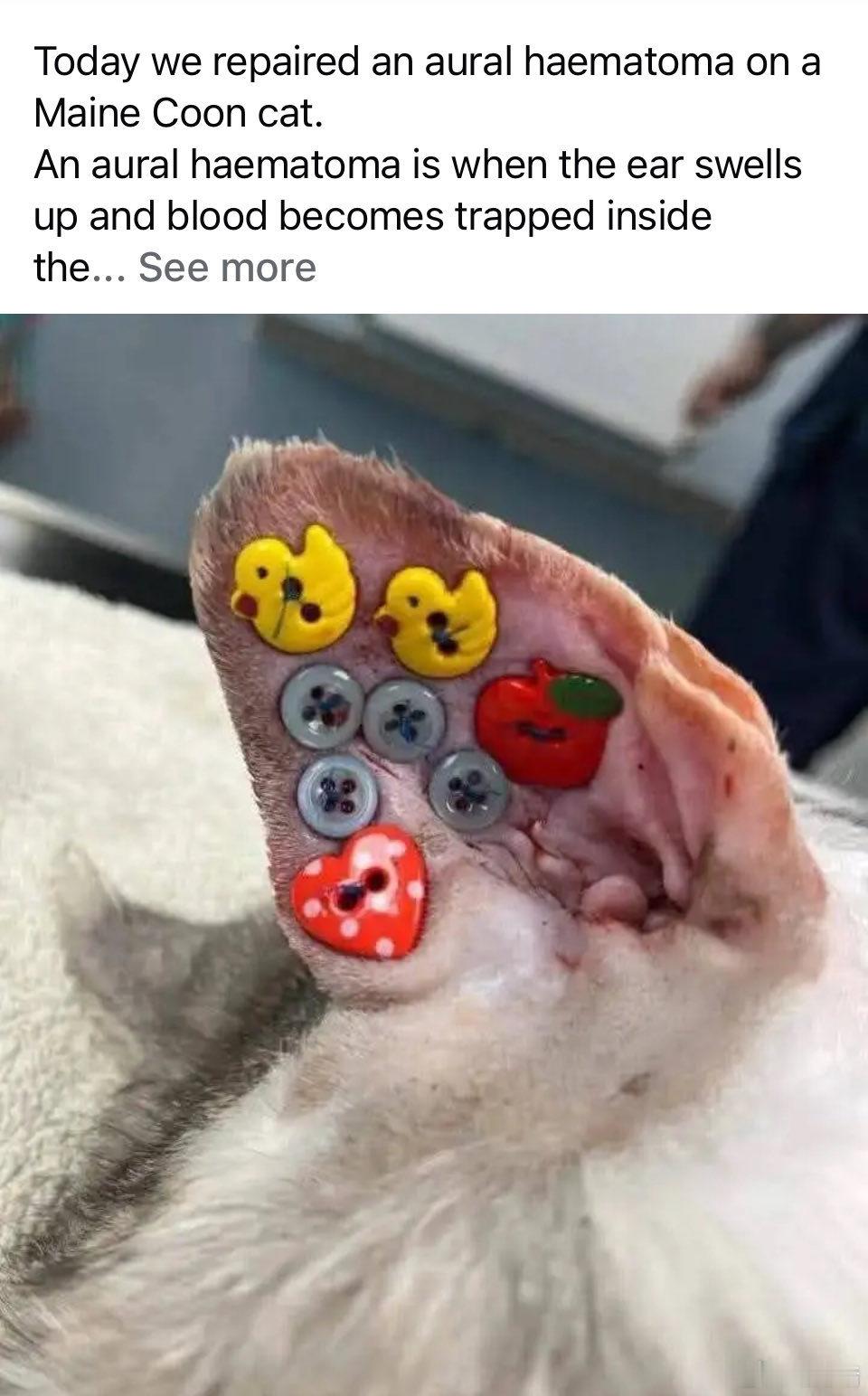 我刚刚发现，兽医治疗狗猫的耳部血肿竟然是把纽扣缝在它们耳朵上？？？🥺​​​
