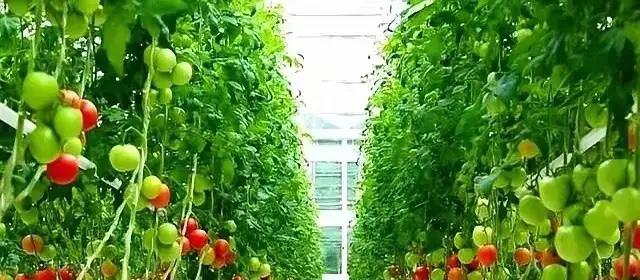 你没听错。一帮清华出来的顶尖学霸，揣着400多项专利，跑到四川达州的丘陵山地里，