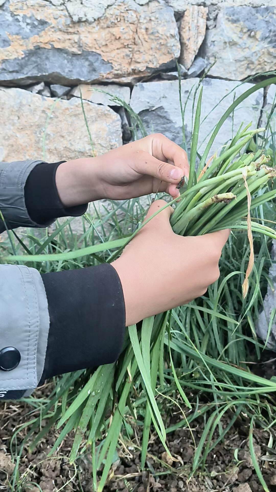 一亩三分地里，学学种菜经验！老人们说：韭菜其实是种草，要一茬一茬的割，及时收割