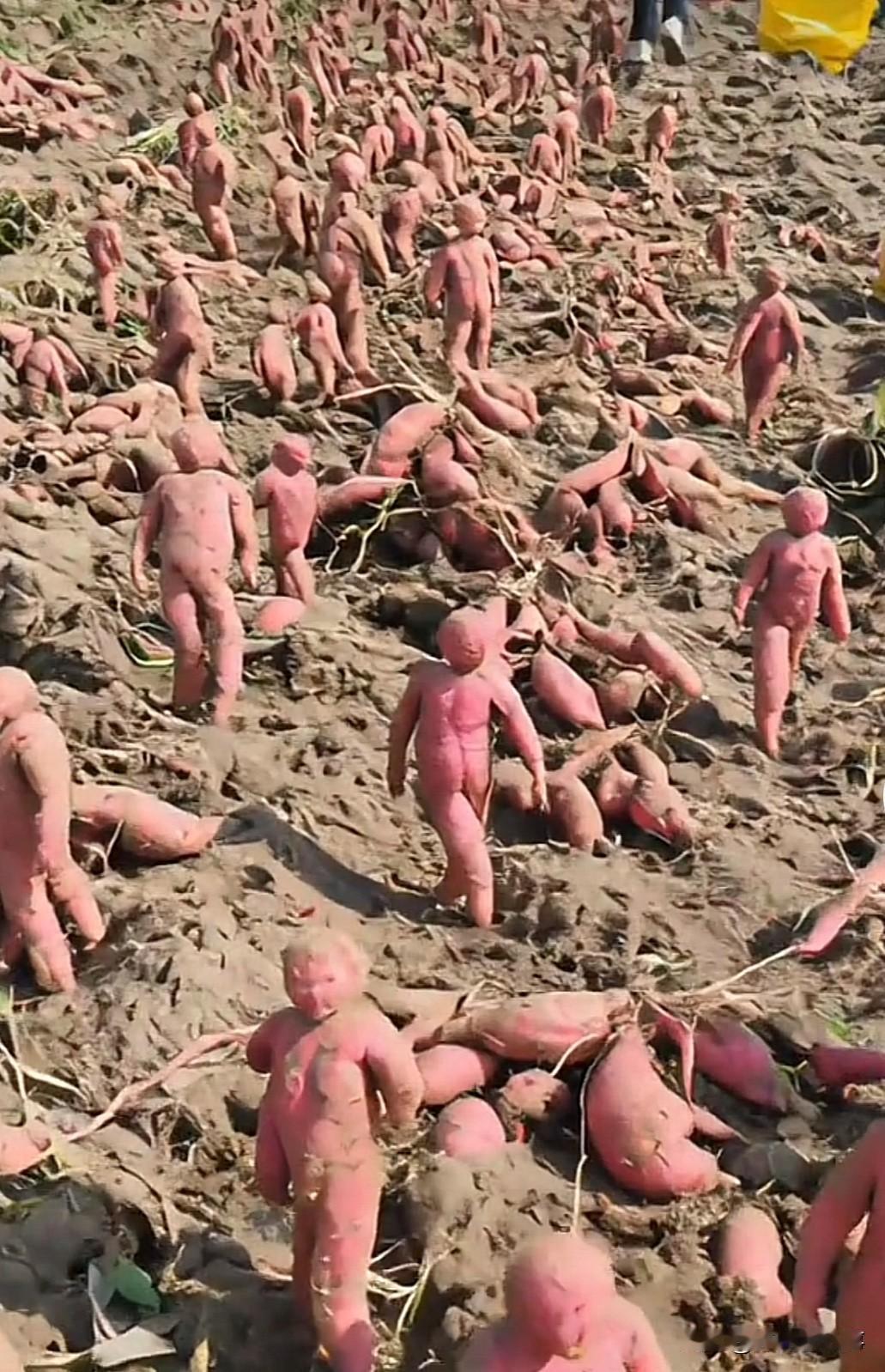 妈呀成精了吗这还是红薯吗会动的红薯来哟挖红薯