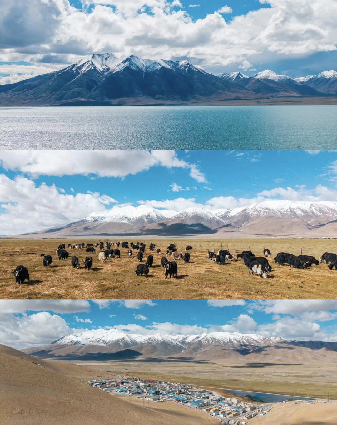 雪山下的牧场，牛羊悠闲吃草，蓝天白云相映成趣。