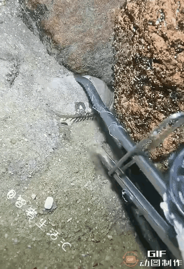 一位大哥赶海时，发现了一只雌性面包蟹，便用夹子夹住。正当大哥高兴之时，一只雄性面