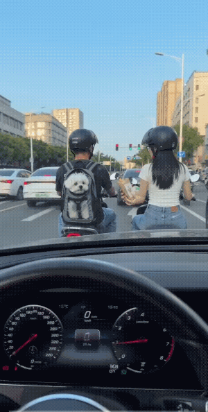 马上都吃到了，可视频车鸣了还两声急笛。接着它的反应，让人不由自主的笑了。哈哈