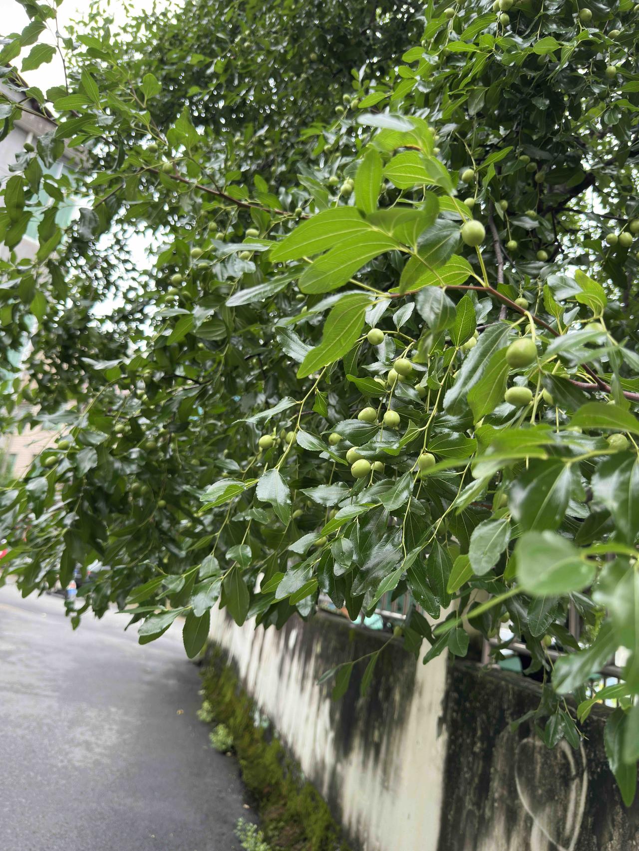 每到七月份，退休人员最关心的话题之一当属养老金的普调事项了。去年养老金调整方