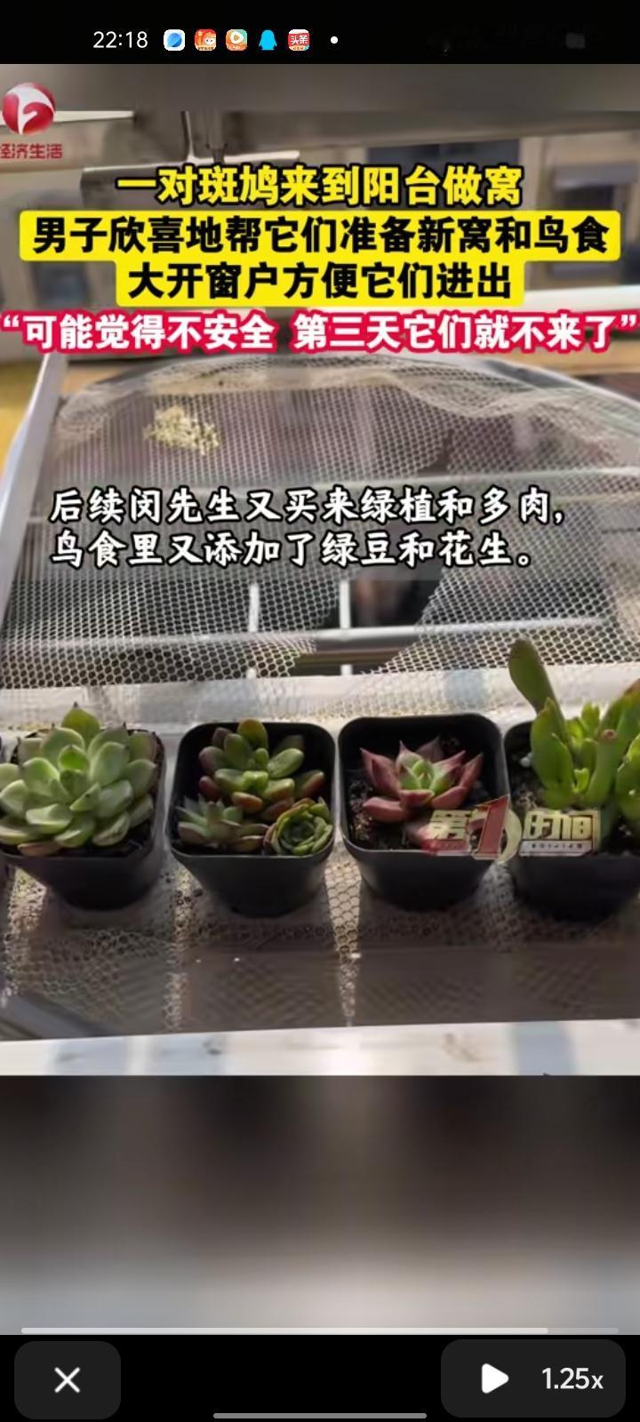 近日，上海。网友发视频称，一对斑鸠到阳台做窝，树枝叼上去就掉下来了。第一天到下午