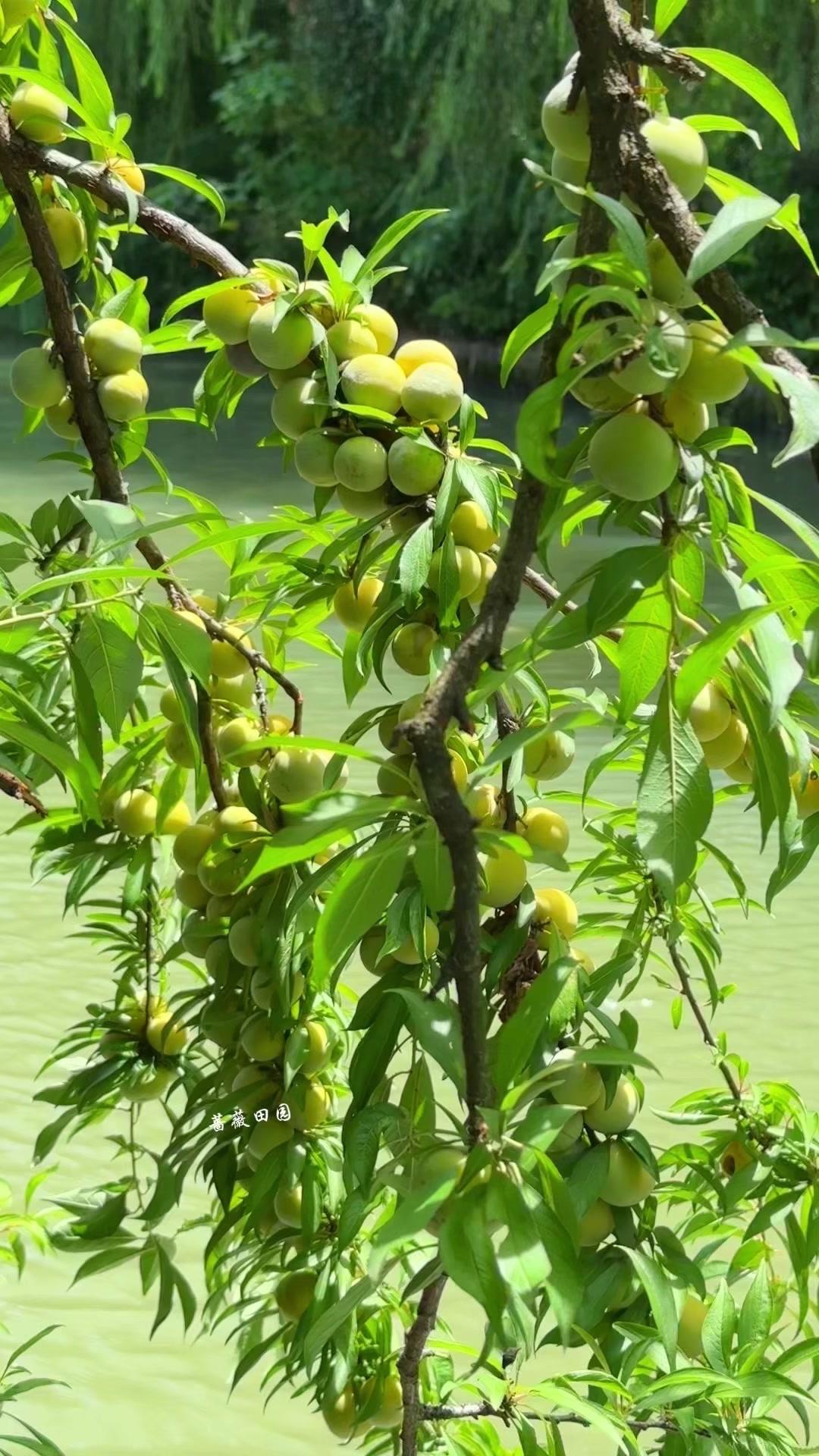 🌾在乡野田园走一走就知道，这里的一切都在治愈疲惫的自己。推开窗就是满眼绿意，偶