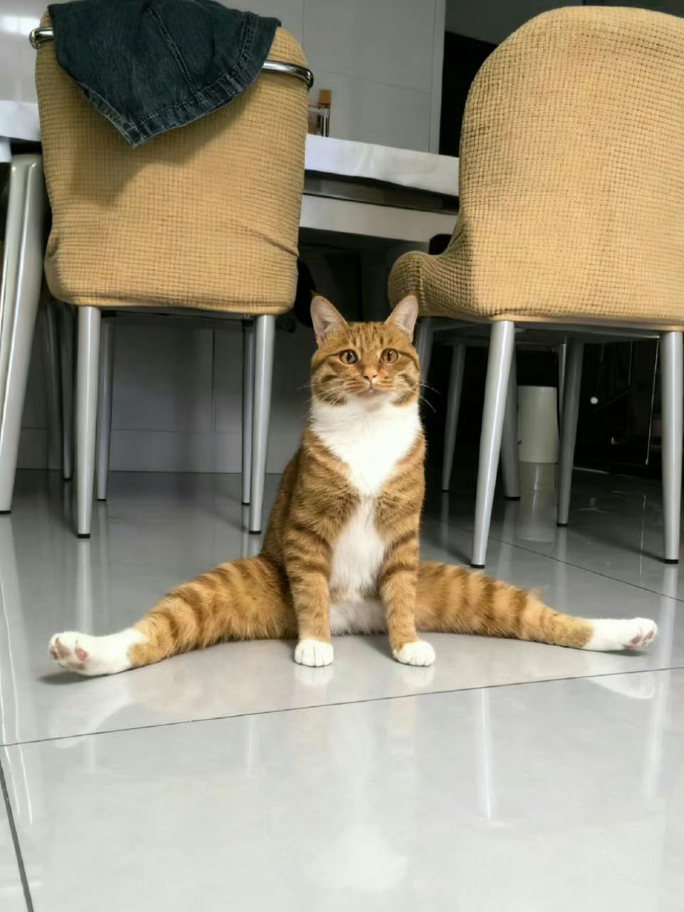 猫咪，谁教你这么做的[笑着哭]​​​