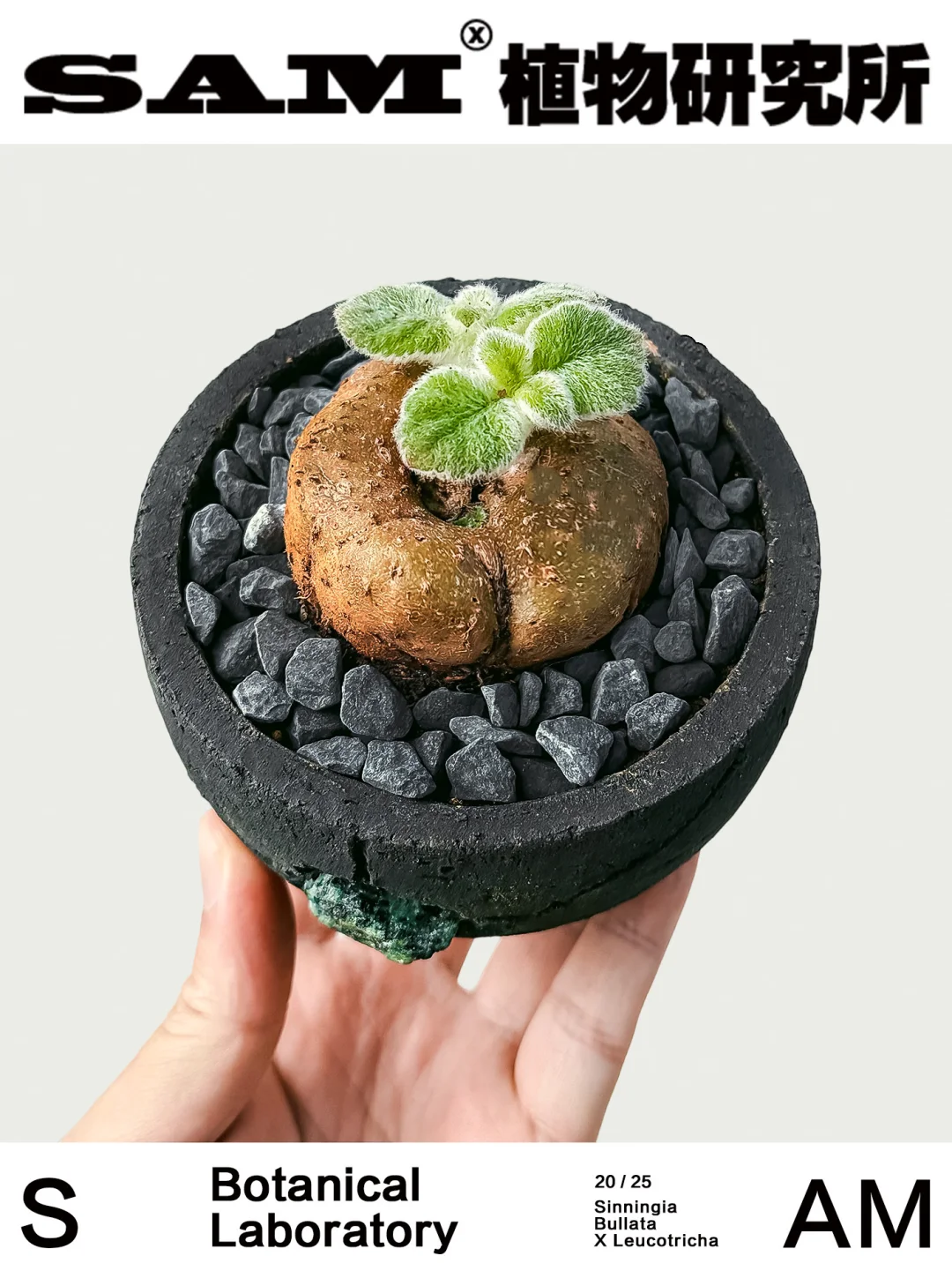 断崖公主｜Sinningia Sp.