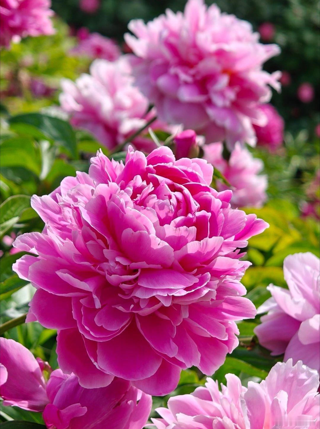 芍药是毛茛科芍药属多年生草本花卉，花大色艳，有“花相”之称，常象征富贵和美丽。