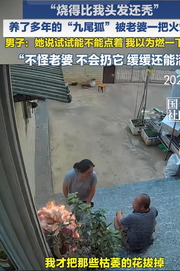 网上有个超暖心的事儿。一男子养了多年的“九尾狐”多肉，被老婆一把火烧秃了。“九尾