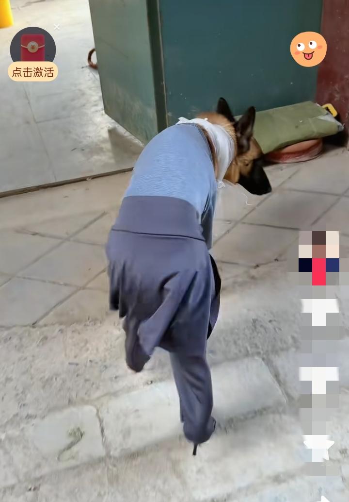哈哈，今天刷到一条德牧穿“老头衫+长裤”遛弯的视频，给我笑到邻居来敲门问是不是在