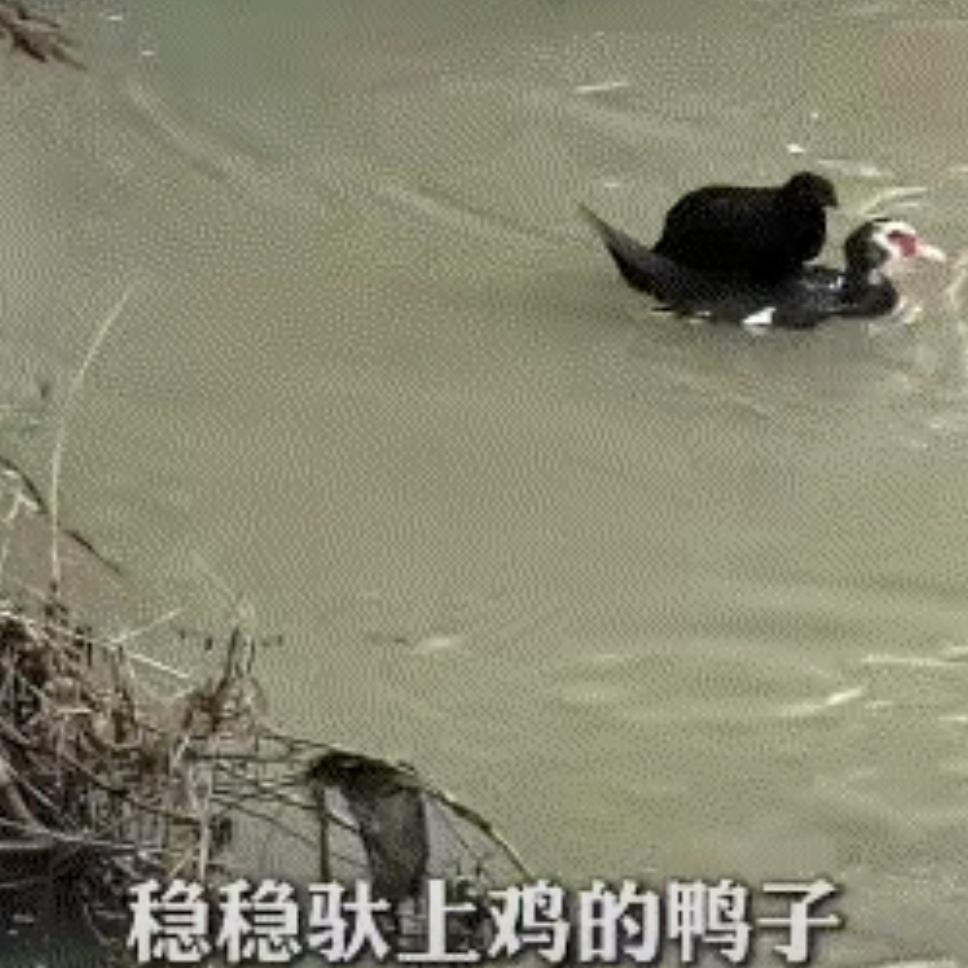 动物越来越有灵性了。近日，湖南某个水库泄洪导致一只鸡被困河对面。没想到，一只鸭