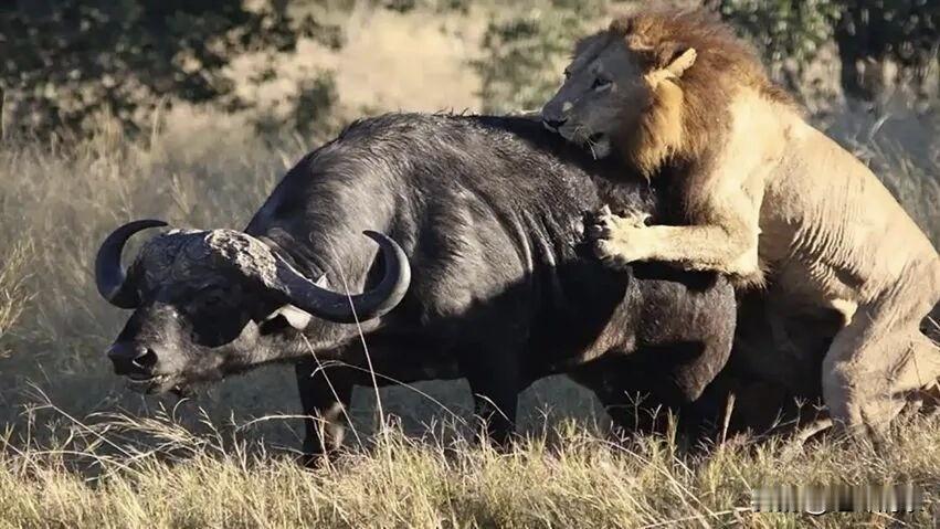 在丛林法则中生活，活不出尊严的原因是什么？非洲草原上的动物种群中，一种是肉食