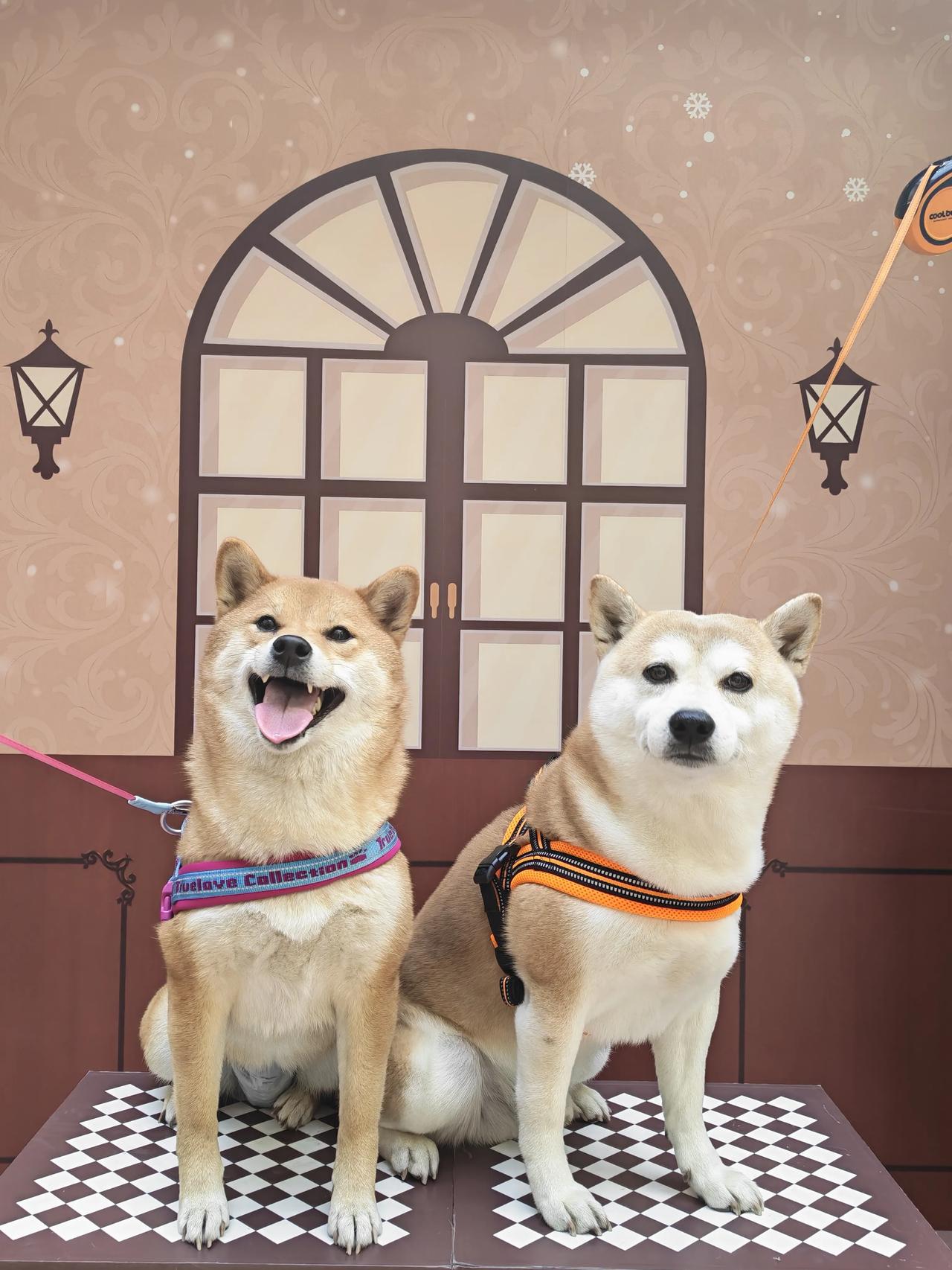 近日，在中关村举行的这场宠物路演活动上，荣耀500Pro凭借其4KLive功