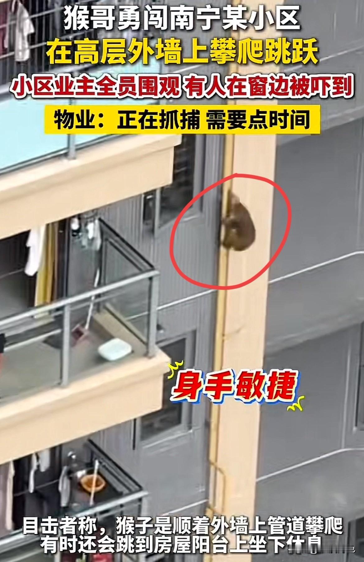 南宁一小区最近可太热闹了！一只猴子在高层外墙上蹿下跳，业主们全员围观，有人在