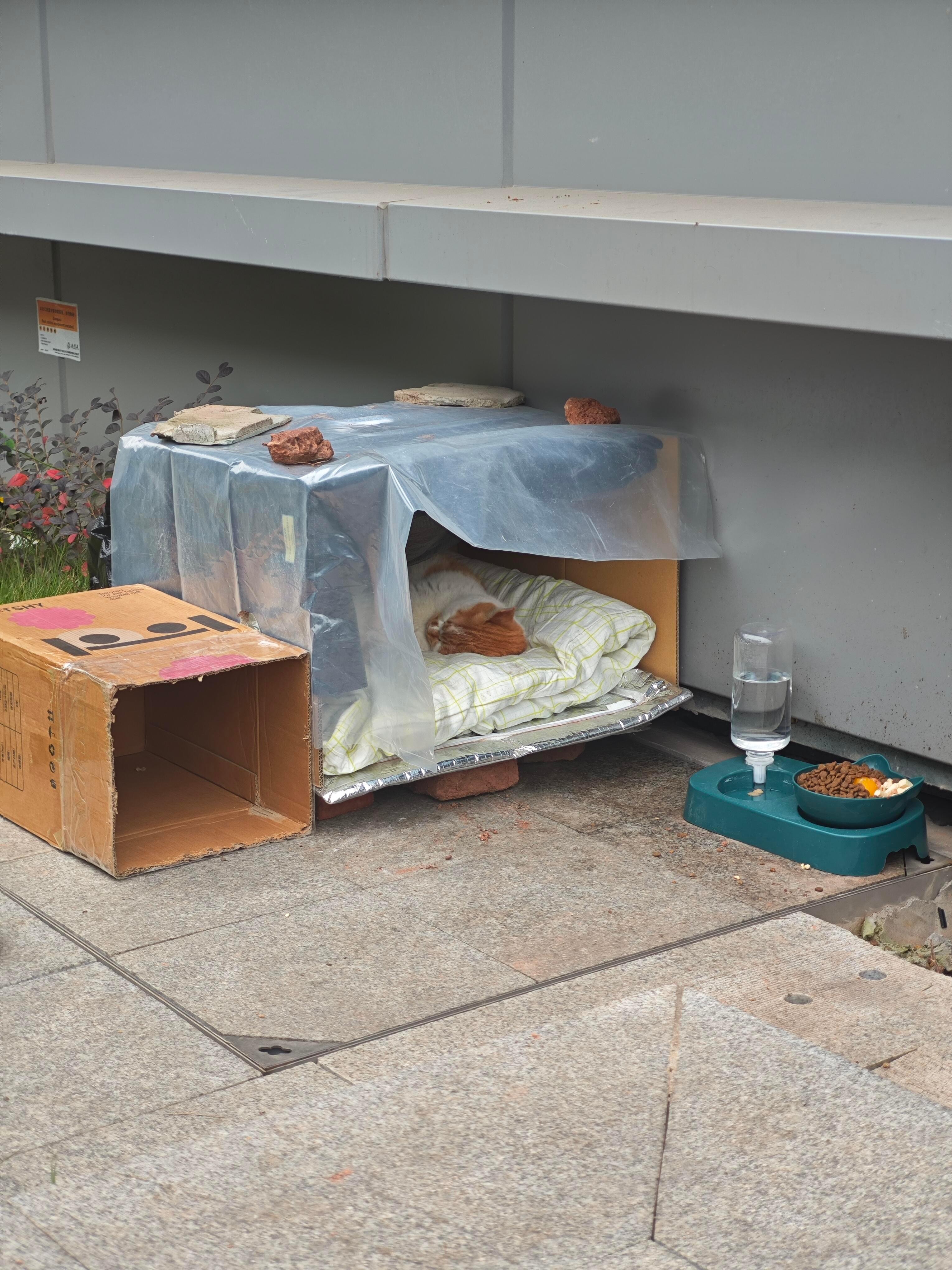 咪睡在了人类给它搭的窝里面