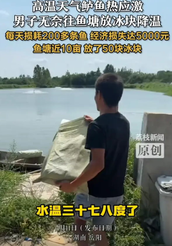 湖南岳阳，男子突然发现鱼塘里的鲈鱼翻白了，突然意识到，这是天气太热鲈鱼热应激，男