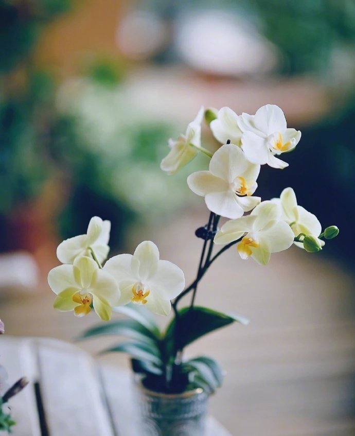 “又看蝴蝶入兰间，花蕊幽香雅室传...”​​​