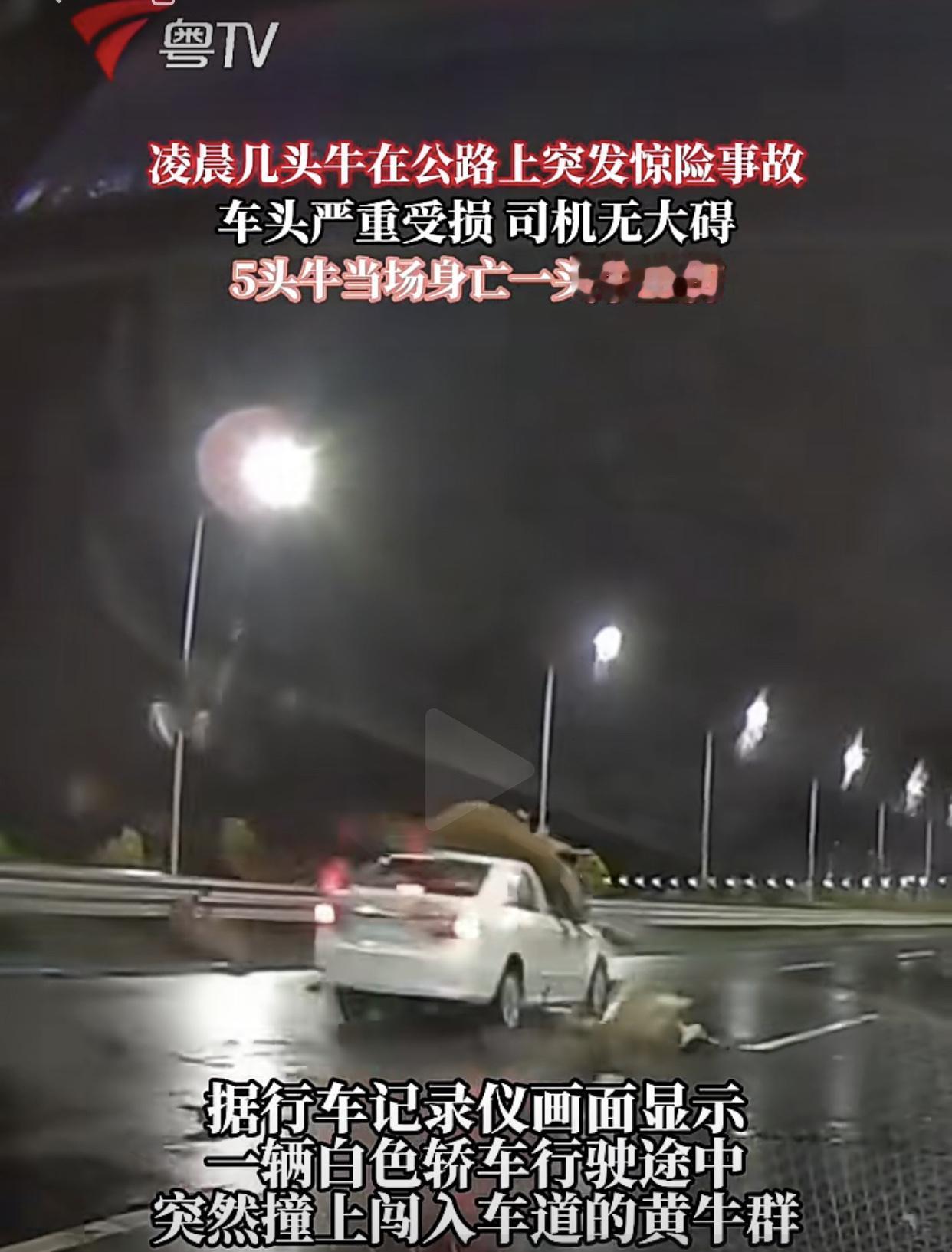 广东阳江，7月31日凌晨三点左右，沿海高速阳江段，一辆小车迎面撞击牛群，致牛5