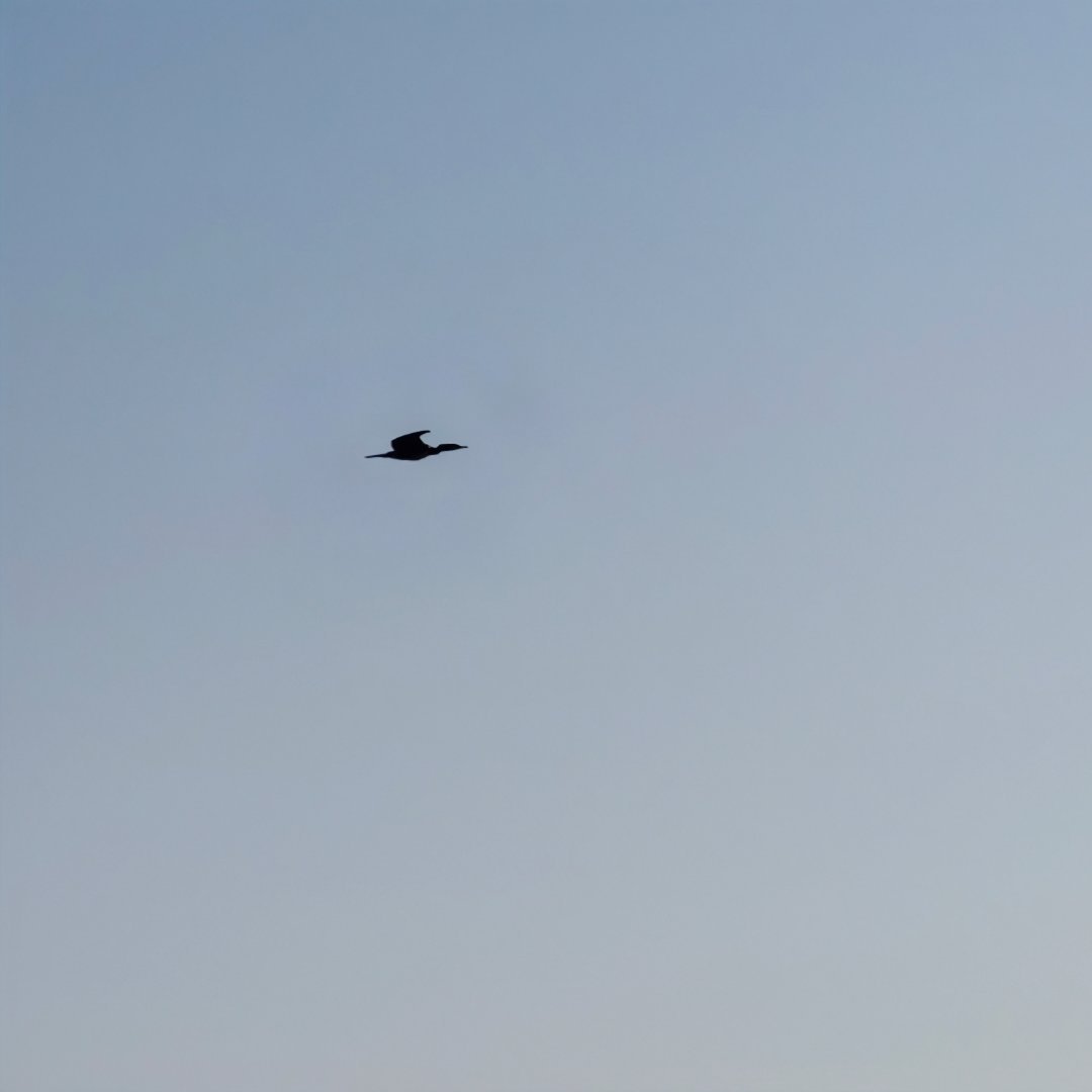 如果给博主评级，从1A到9A，大家觉得我可以成为5A级博主吗？