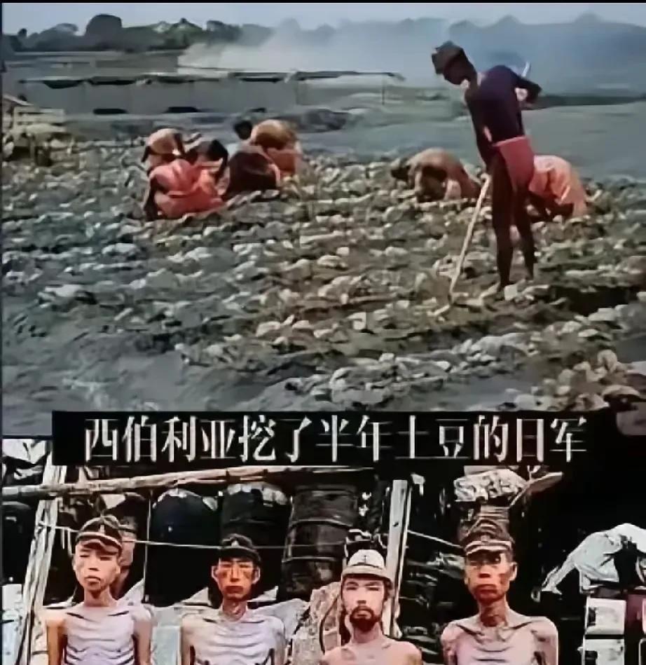 看到这张二战时日本战俘在西伯利亚挖土豆的老照片，想起个超有意思的说法——当年沙俄