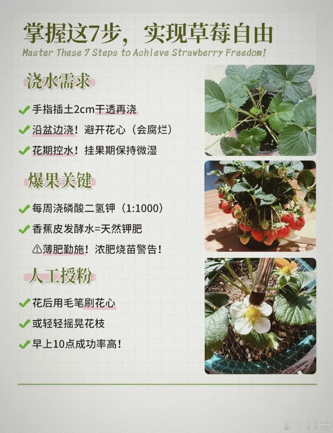 种植种植草莓主要分准备、定植、养护三步，秋季8-9月定植最宜，掌握“深不埋心
