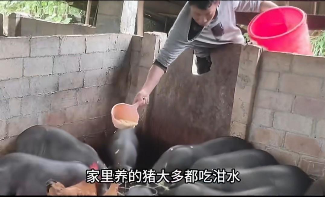 老一辈都用泔水喂猪，为啥现在直接违法？最高罚100万，难道自家的剩菜剩饭喂猪也要