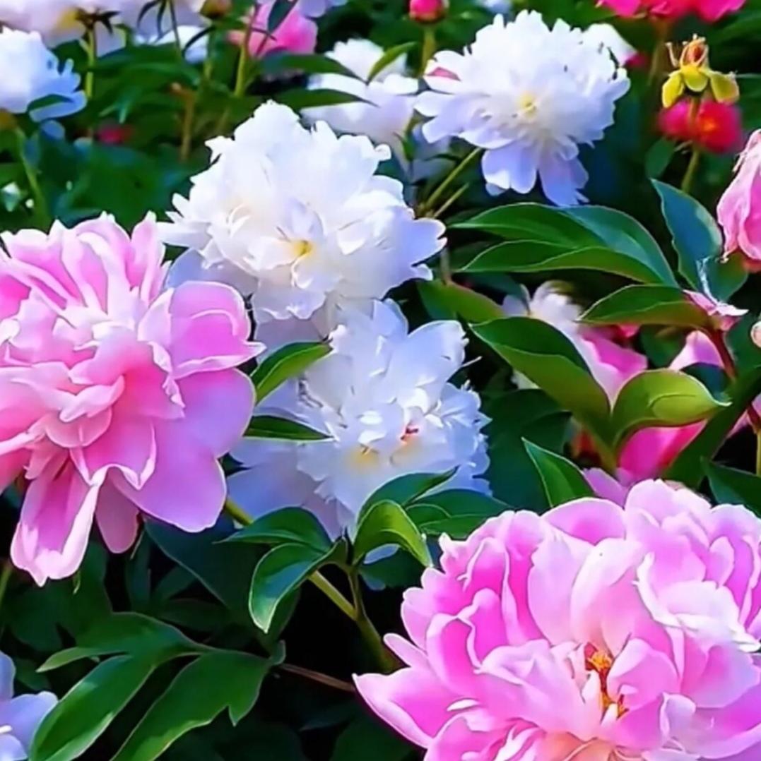 芍药花花海如潮，芍药醉人。