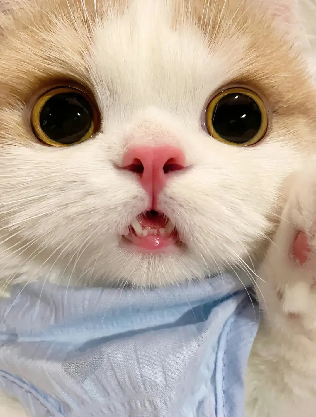 这猫咪的眼睛也太好看了吧，清澈透亮小牙签不整齐，还丢了一颗[捂脸哭]