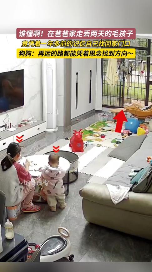 “太有灵性了！”11月17日，湖南岳阳，一女子在家带孩子时，突然看到门外有条狗走