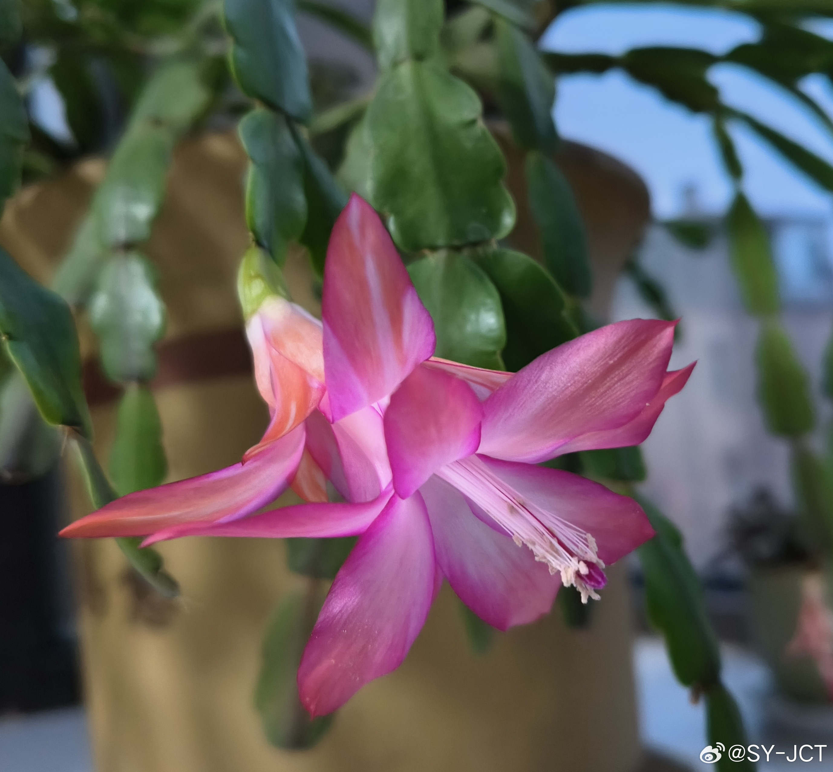 无论有多困难，都坚强地抬头挺胸，人生是一场醒悟，不要昨天，不要明天，只要今天。活