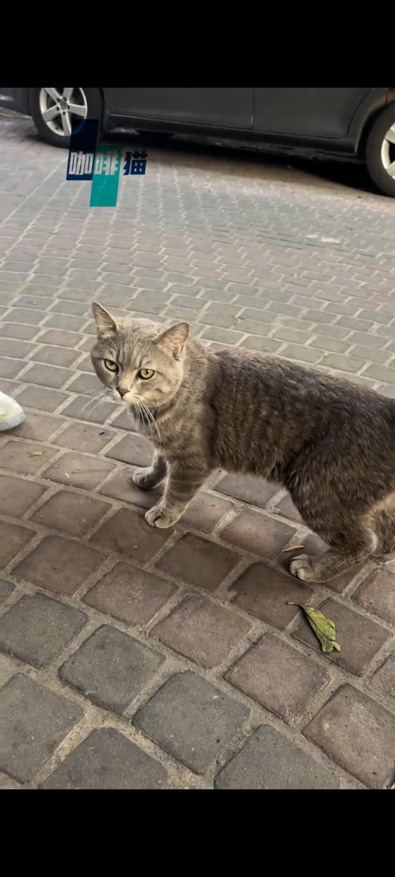 实在太可怜了，，，究竟是谁家的猫咪，竟然被主人给遗弃在了无边无际的大街上，此时的