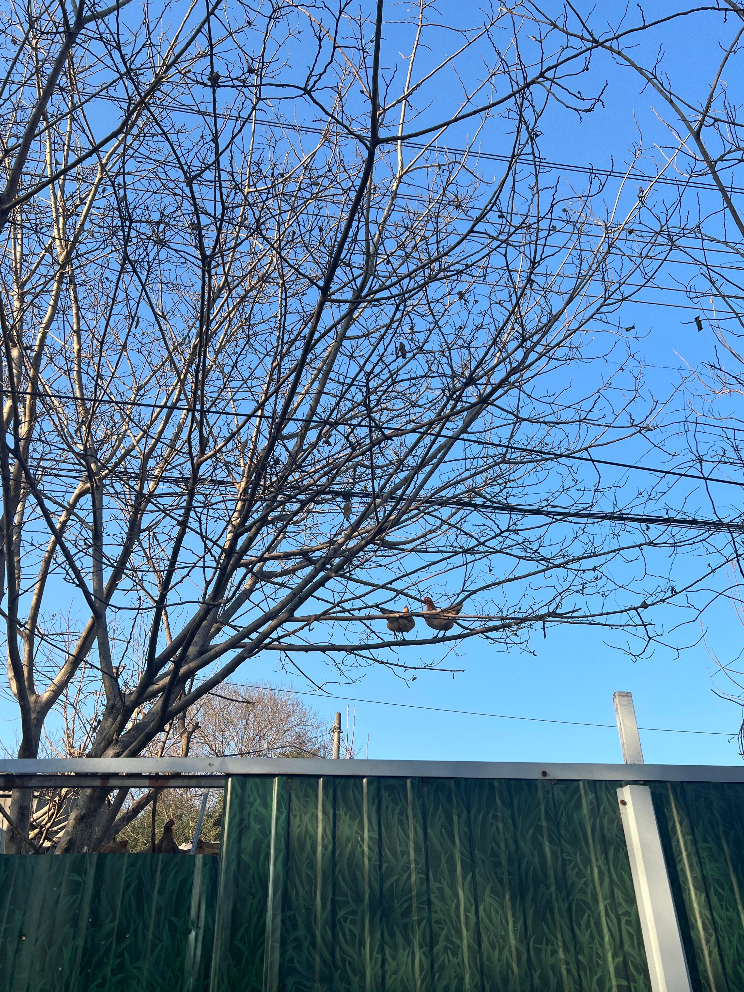 本人观鸟史上的大bug