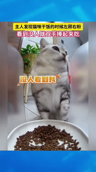 笑不活了！猫咪干饭偷偷用“双手捧”，确认没人看才敢放开吃，成精了！主人通过