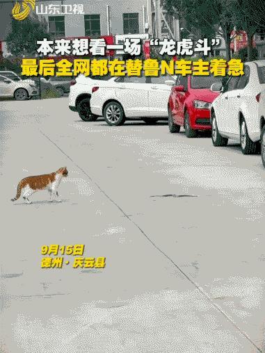 “全网都在替这位车主捏把汗！”山东德州，女子在小区散步，突然听到猫哈气声，循声