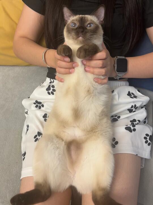 夏天的暹罗猫也穿上了泳衣