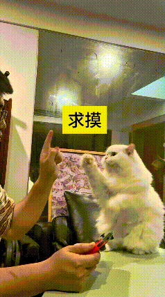 我翻来覆去把这个视频看了好几遍，实在是太有意思了。主人搁那儿准备玩游戏，这只小白