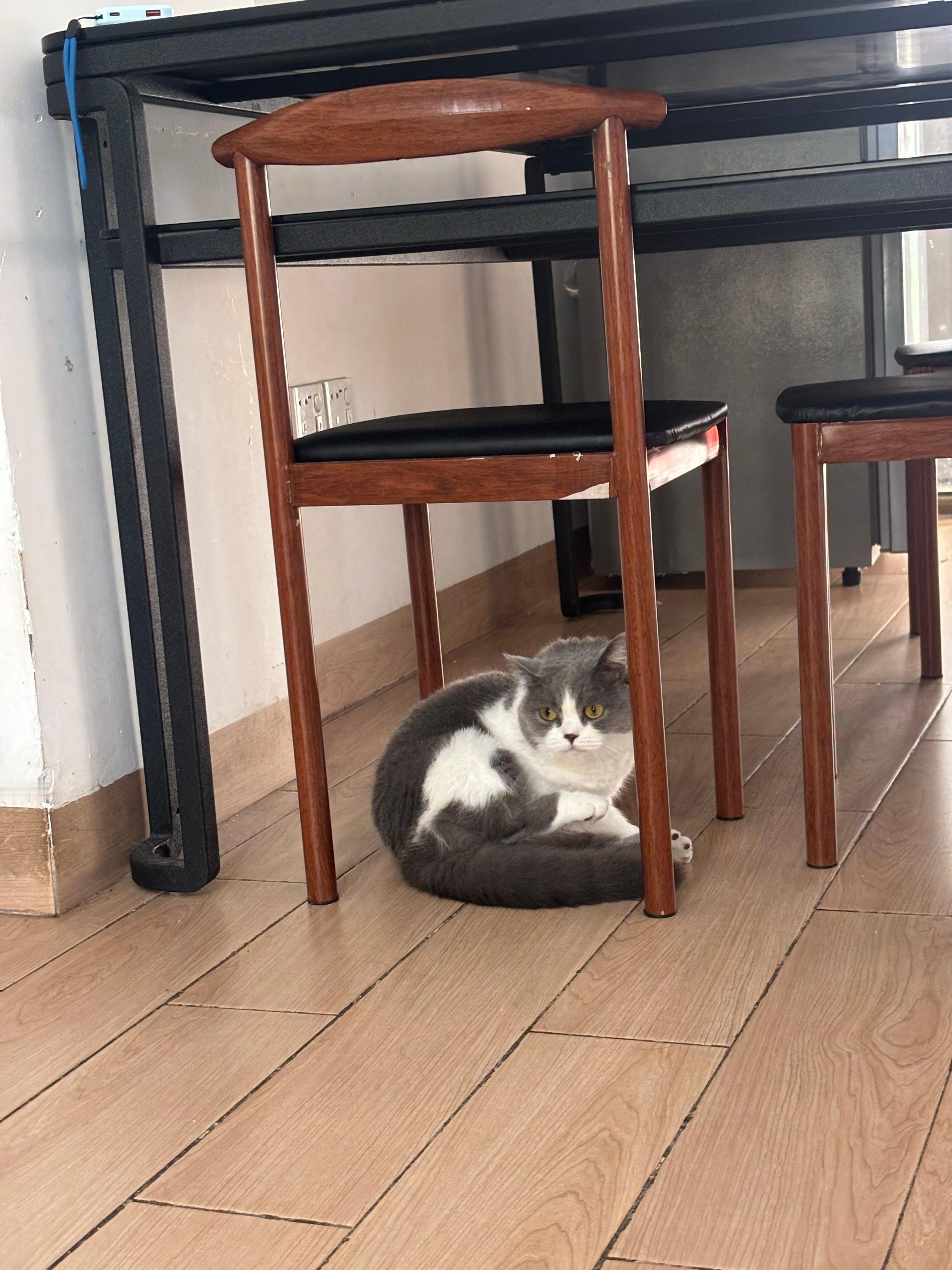 抓到一只高冷的猫咪🐱照片看起来胖胖的，但实际很瘦​​​