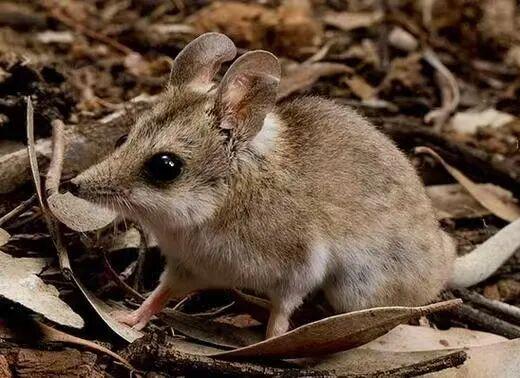 震惊？！疯狂交配后，雄性集体死亡，尸体居然还成了同类的口粮提起澳大利亚的特有