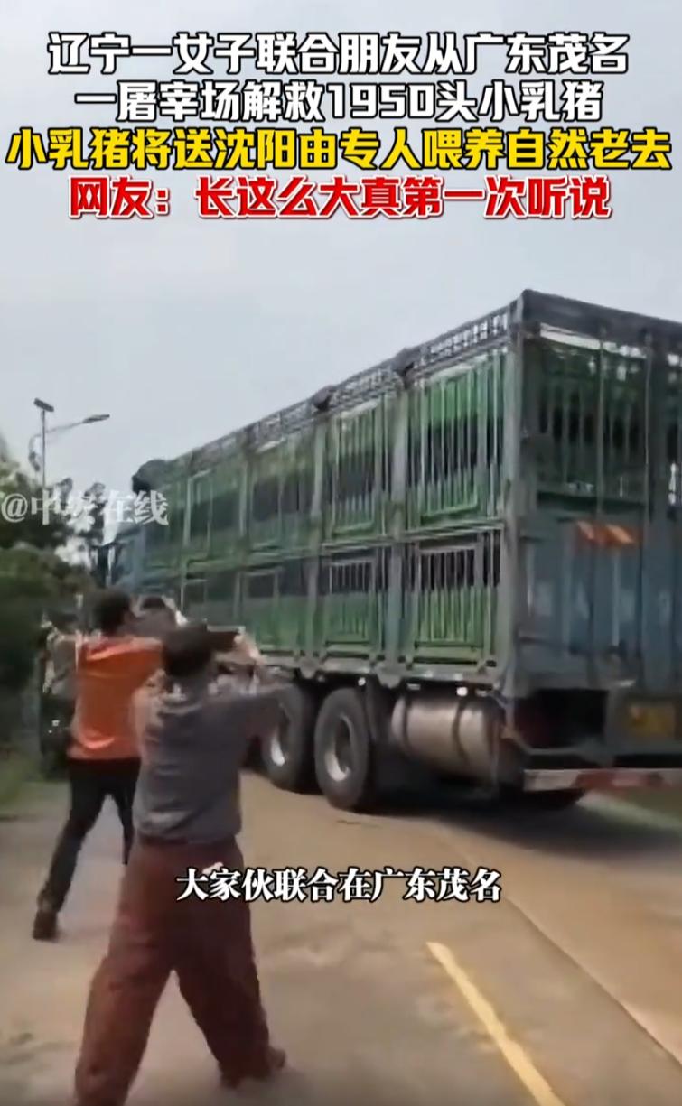 活久见！辽宁沈阳，一女子带着朋友来到广东茂名干了一件大事，几人来到当地一家屠宰场