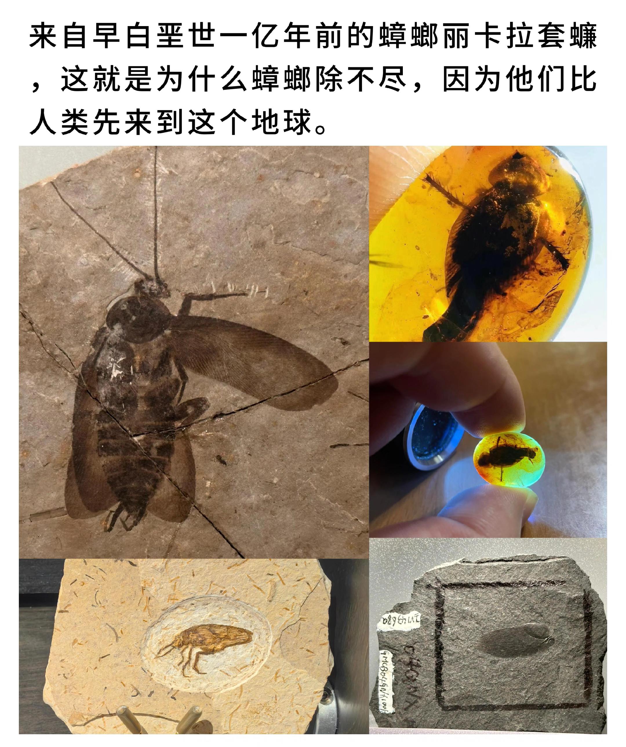 来自早白垩世一亿年前的蟑螂 你见过吗？