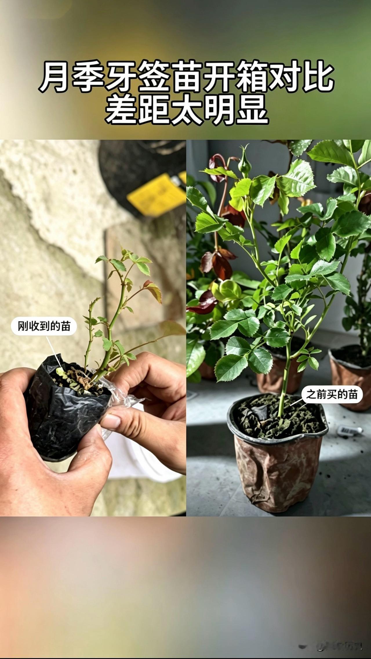 买月季牙签苗踩过的坑，一次对比给你们看明白！别只看价格，苗情才是决定能不能活、