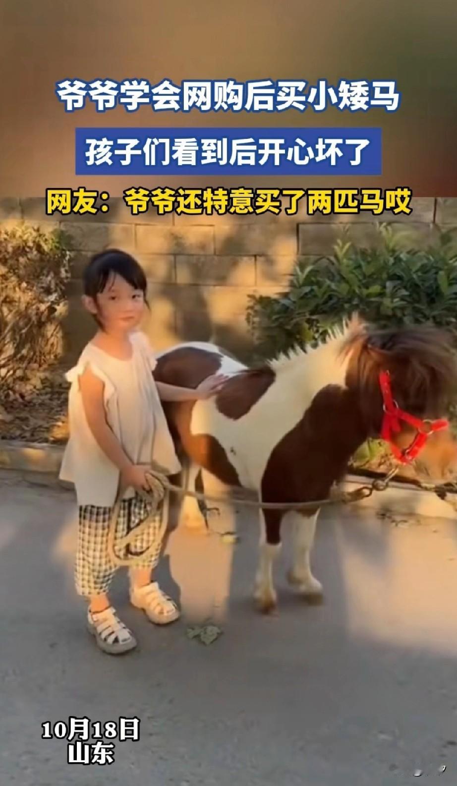 近日山东大爷学会网购后，居然买了两头小矮马，当成礼物送给了自己的孙子孙女，