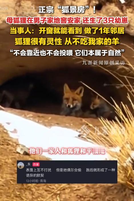 “狐景房！”九派新闻5月13日报道，青海牧民家30米外，一窝狐狸安家生崽快一年，
