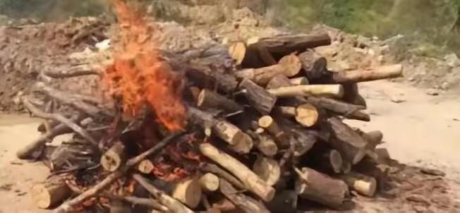 枯死的松树，实际比人还“珍贵”？中国林业局明令规定，禁止将枯死、腐坏的松树，当作