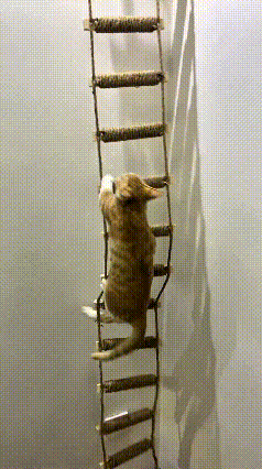 看着这一幕真让人羡慕，主人把猫咪的小日子安排得太舒服了。专门给小猫装了这种绳编软