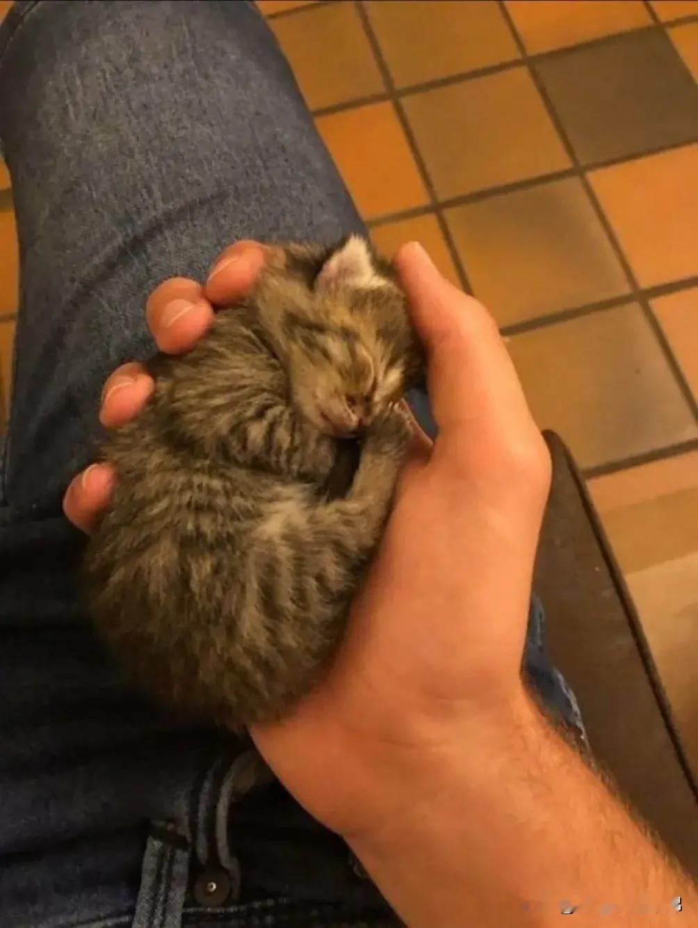 猫猫牌[doge]暖手宝💕💤